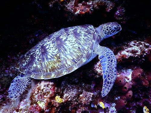 A turtle gracefully swims amidst vibrant coral reef, showcasing the beauty of marine life.