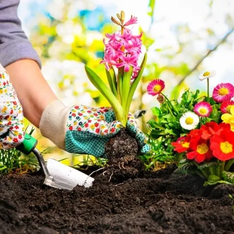 close up of hands planting flowers in soil