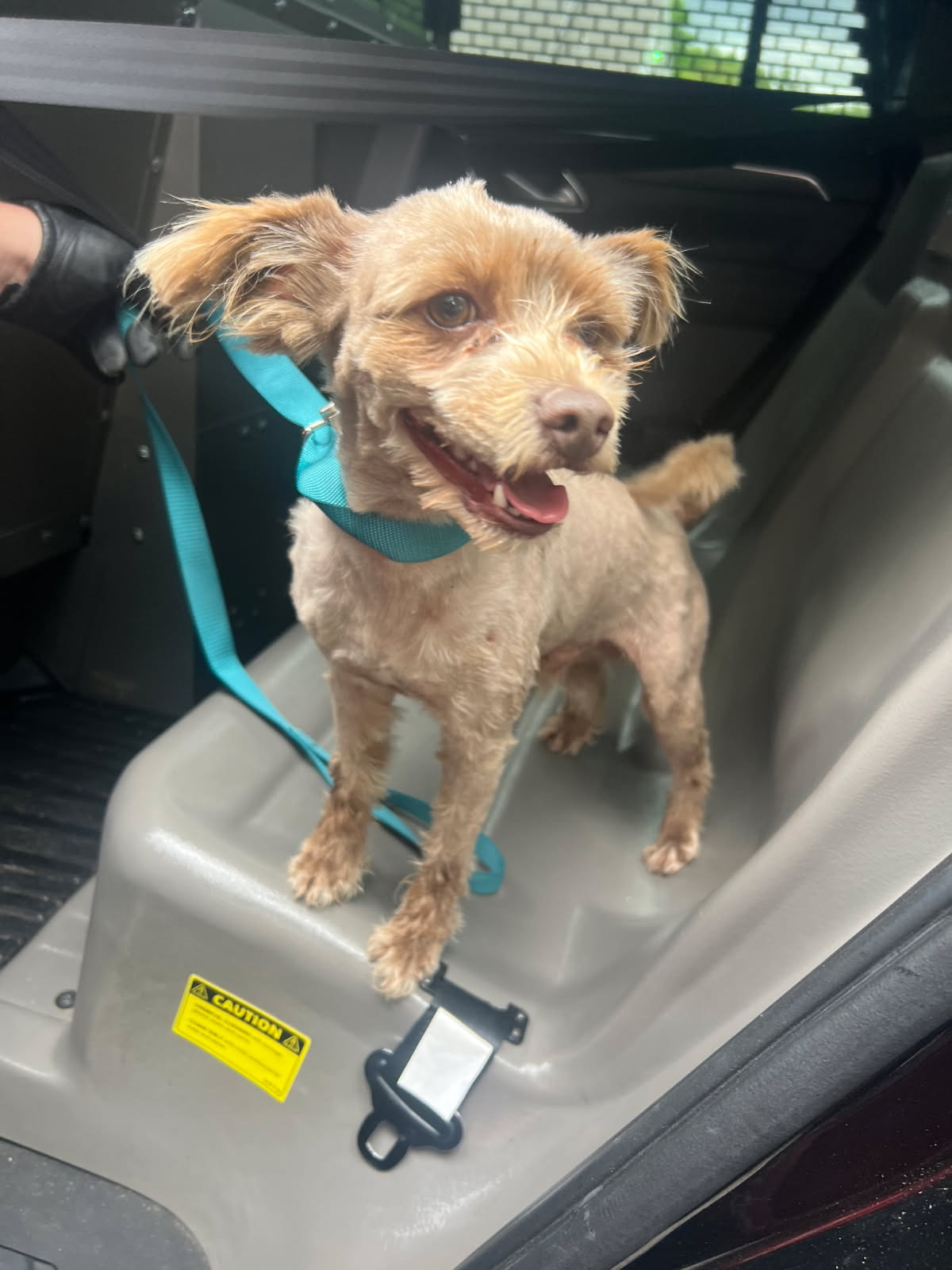 Found dog Colton