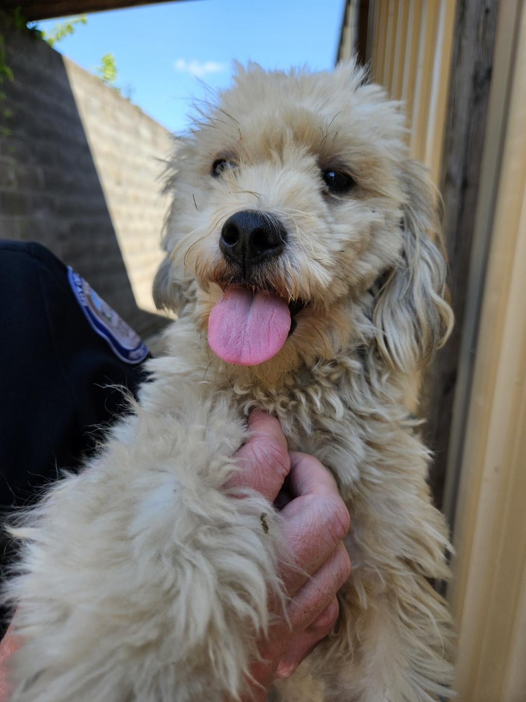 Found dog Wilkerson