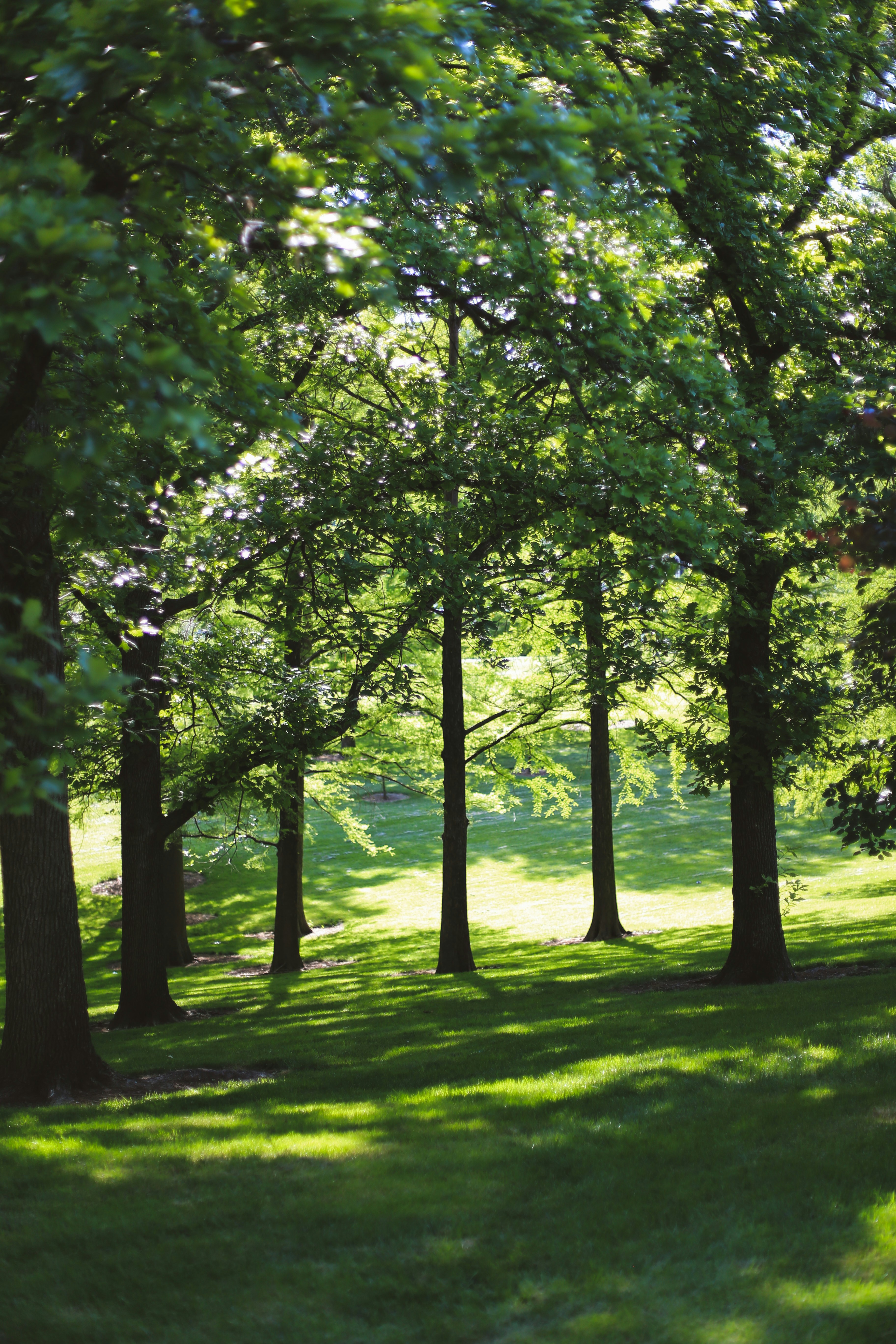 park land with trees