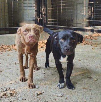 two puppies