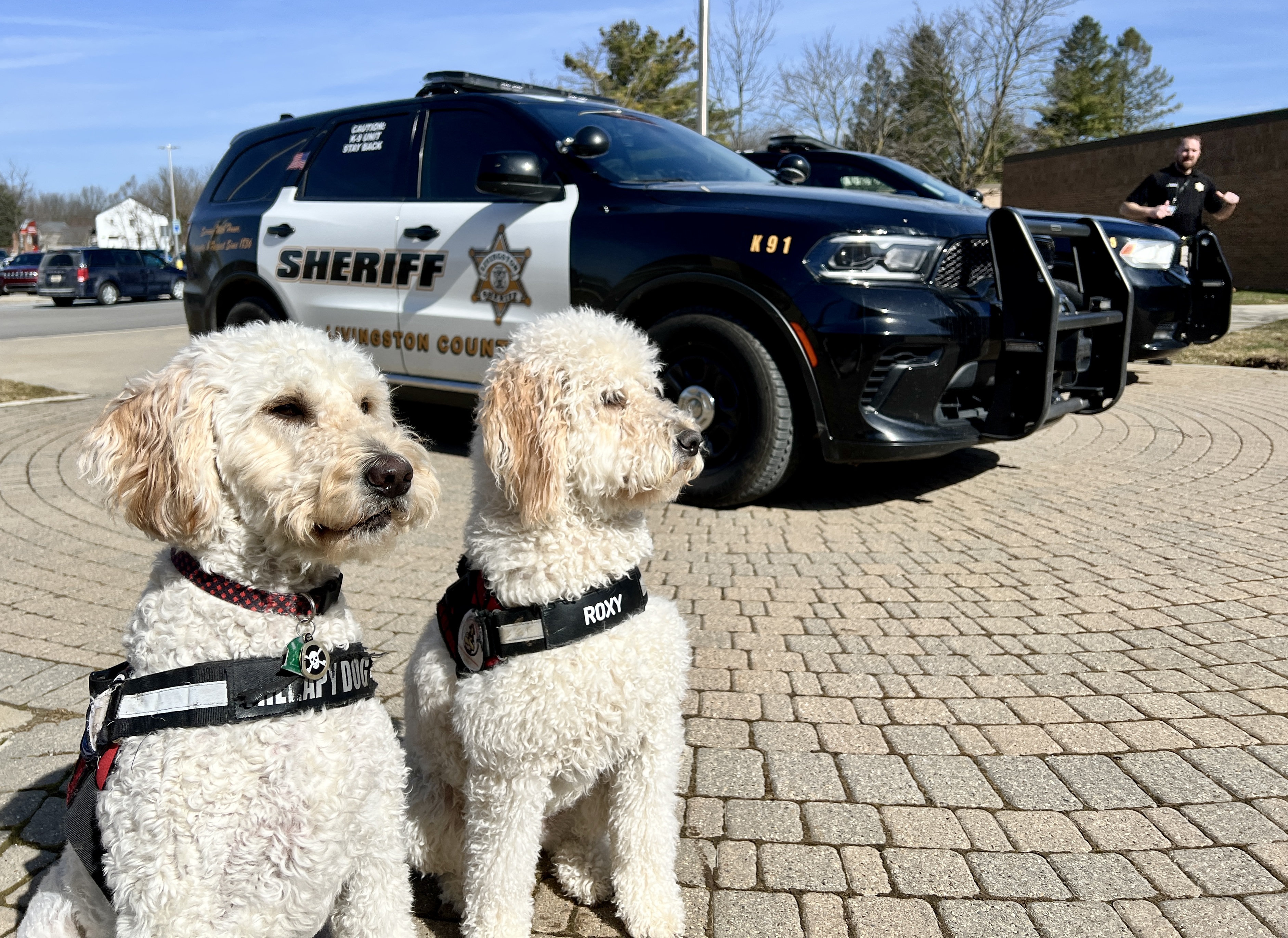 Therapy Dogs