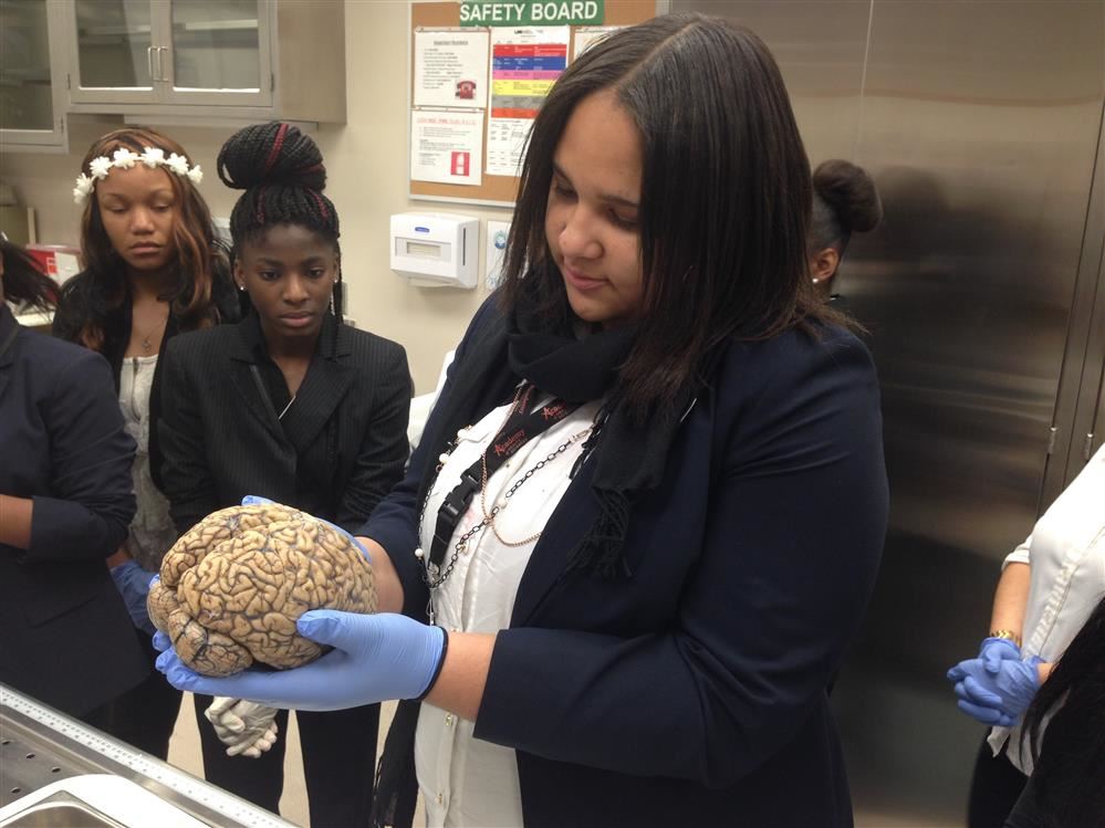 student examining brain