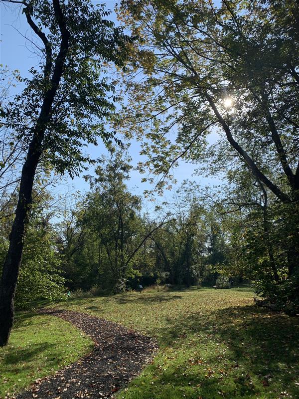 A scenic path winds through a lush park, surrounded by tall trees and green grass.