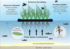 Diagram showing steps to remove algae from water: filtration, chemical treatment, UV light exposure.