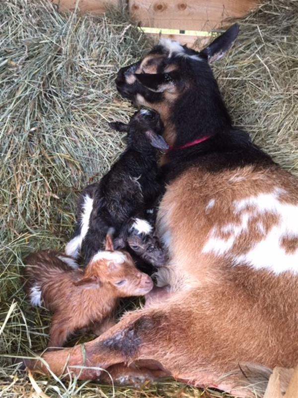 A mother goat and several newly born baby goats