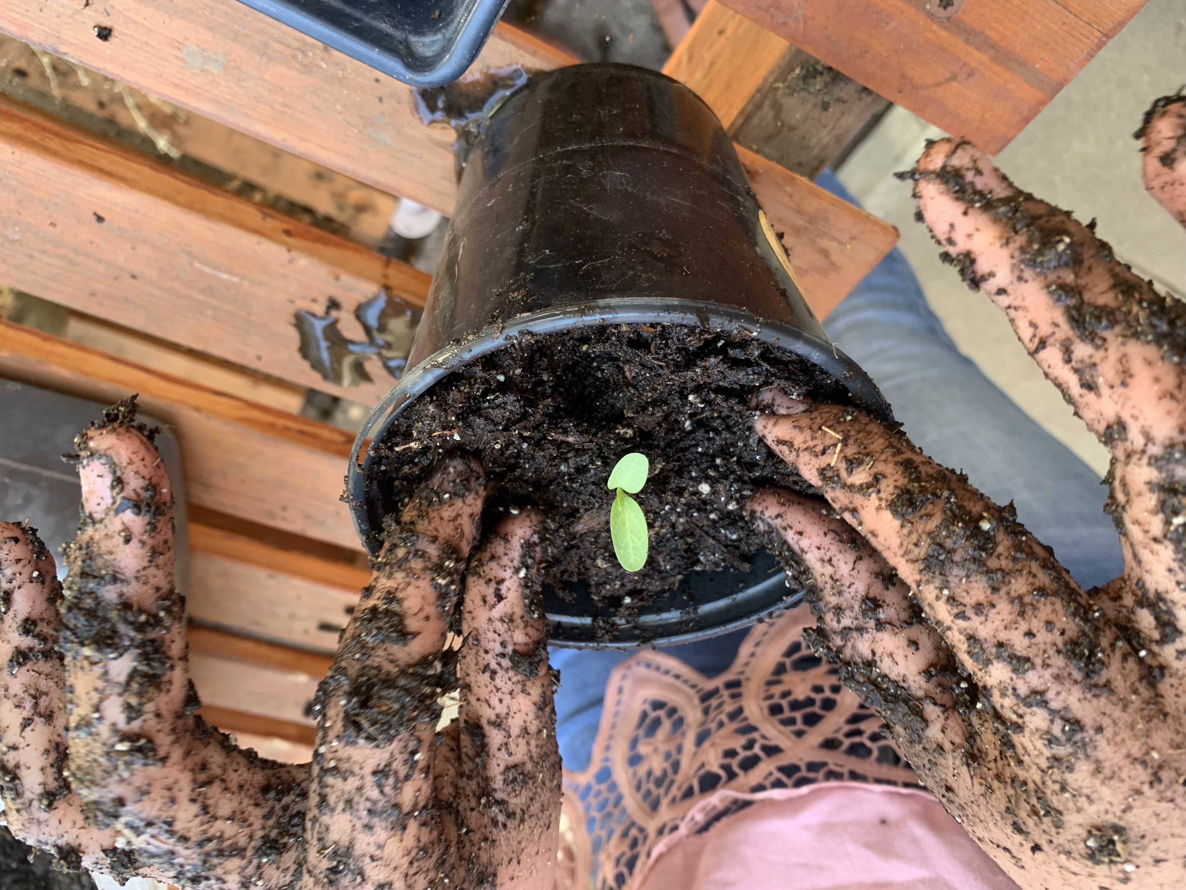 tiny sprout in a pot