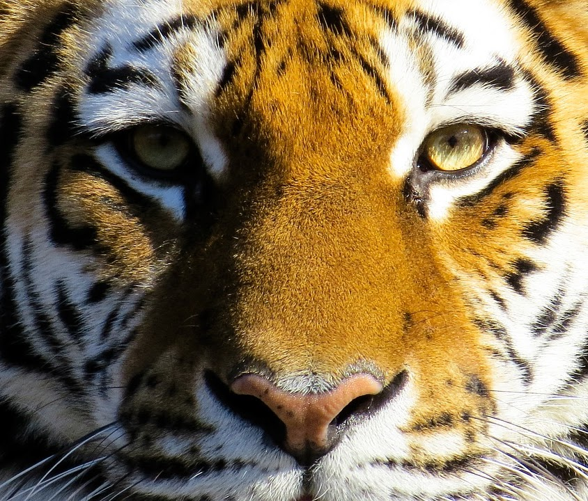 A close-up photo of a tiger's face with orange and black stripes.