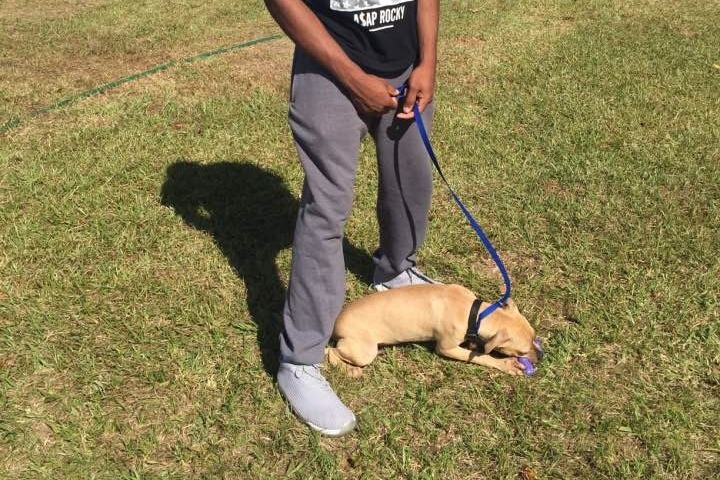 ational Honor Society Scholars Volunteered at the Edgecombe County Animal Shelter