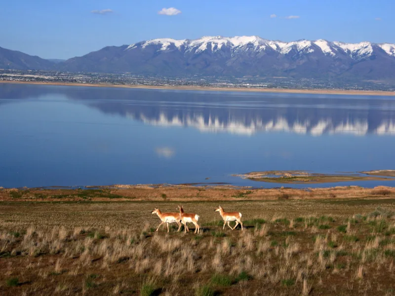 A lake with mountains in the back and a field with goats 