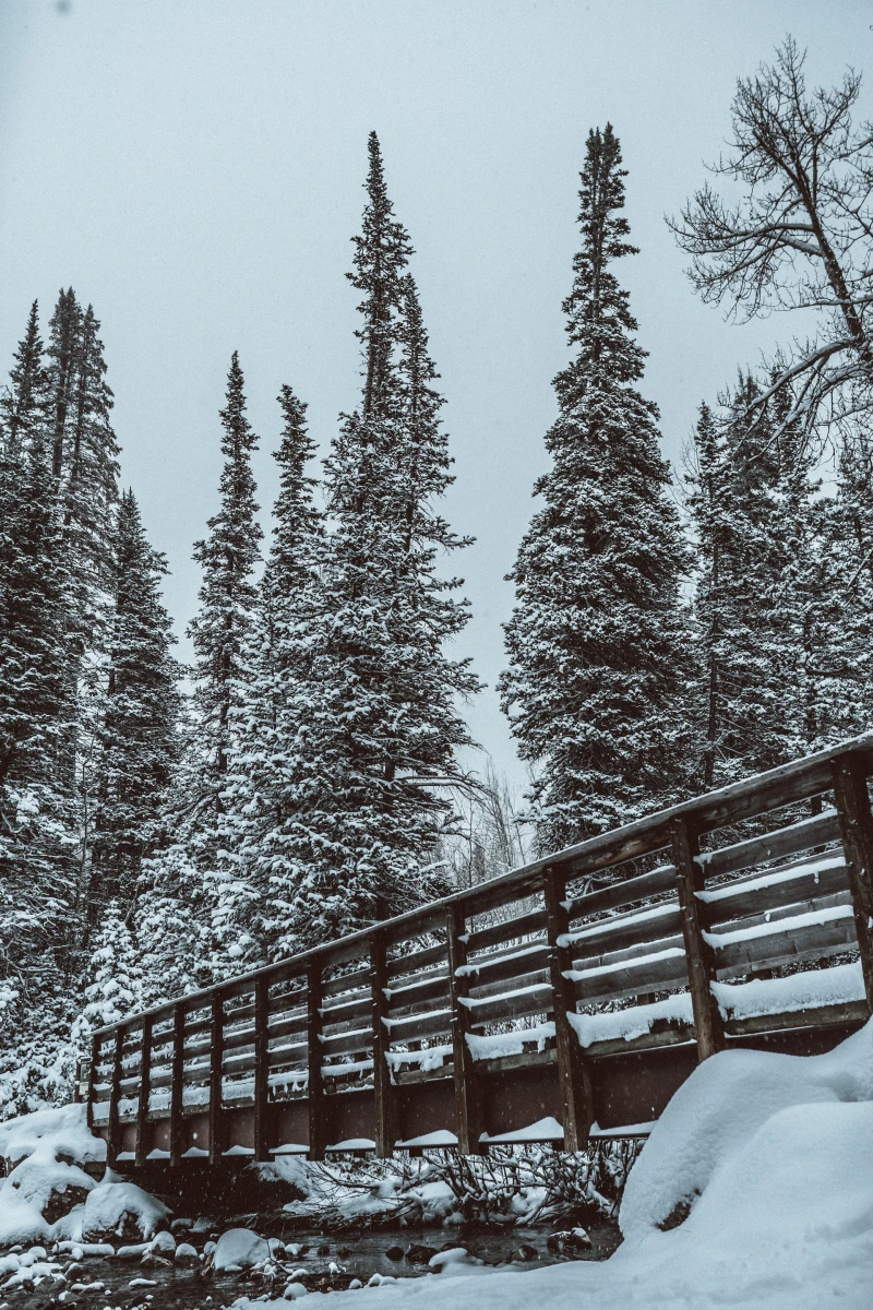 Beautiful Utah snow picture with pines and a bridge 