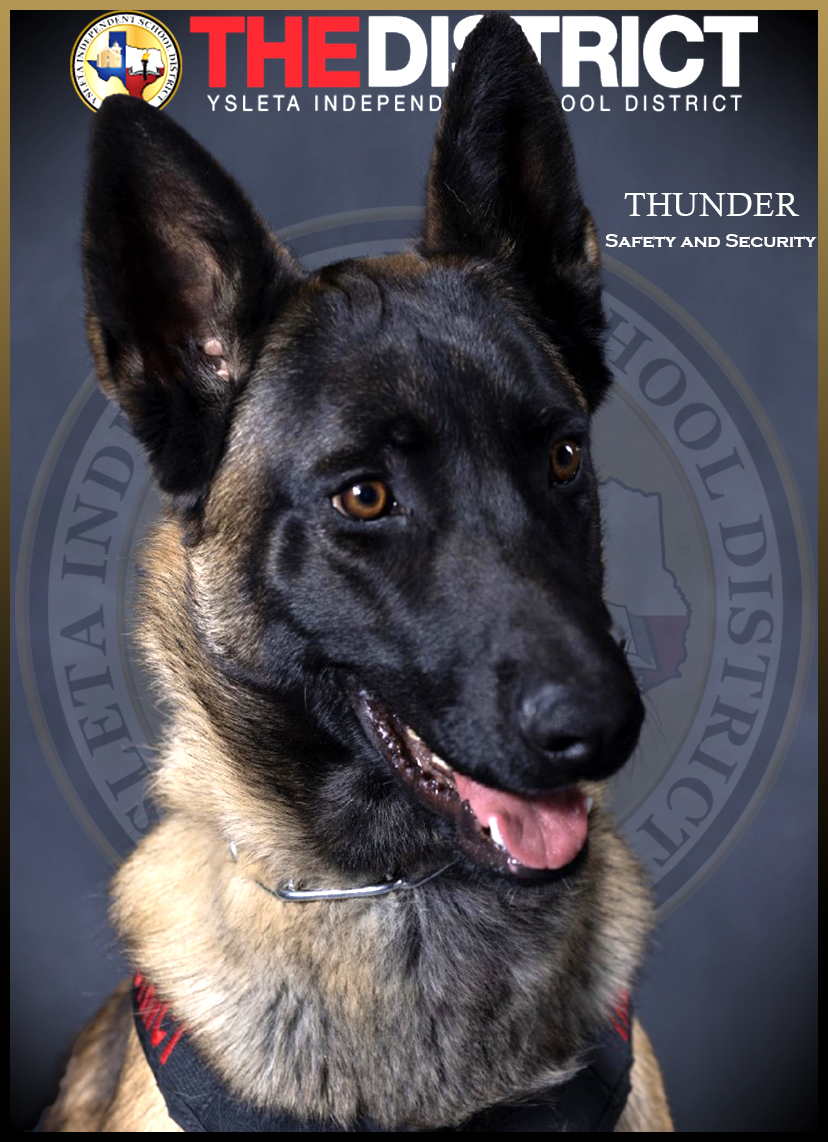 Thunder, german sheperd k-9 unit