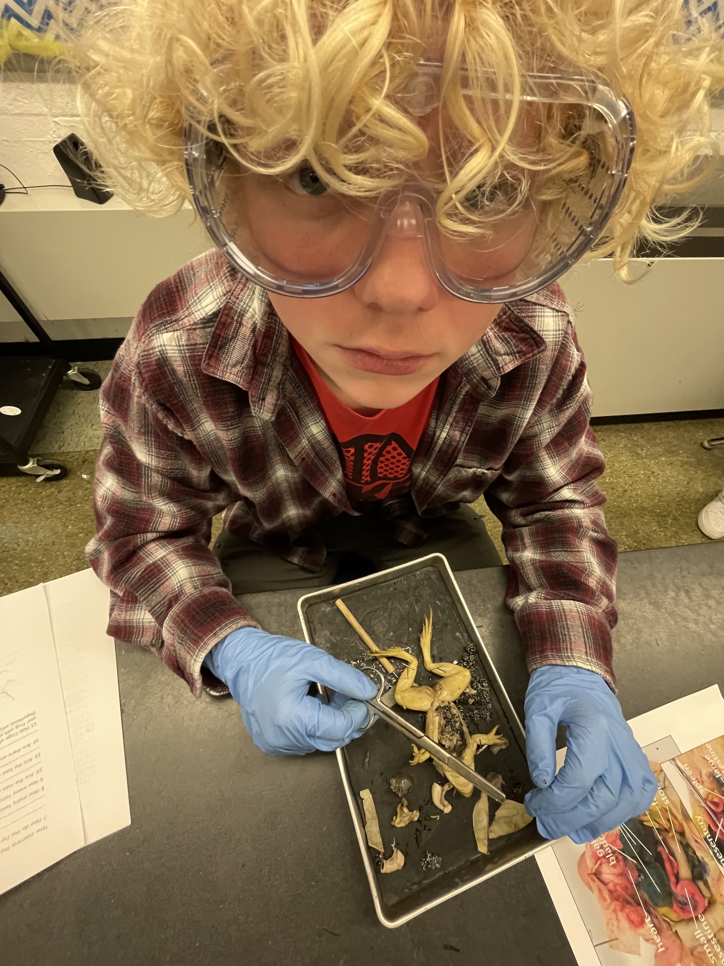 Frog Dissection