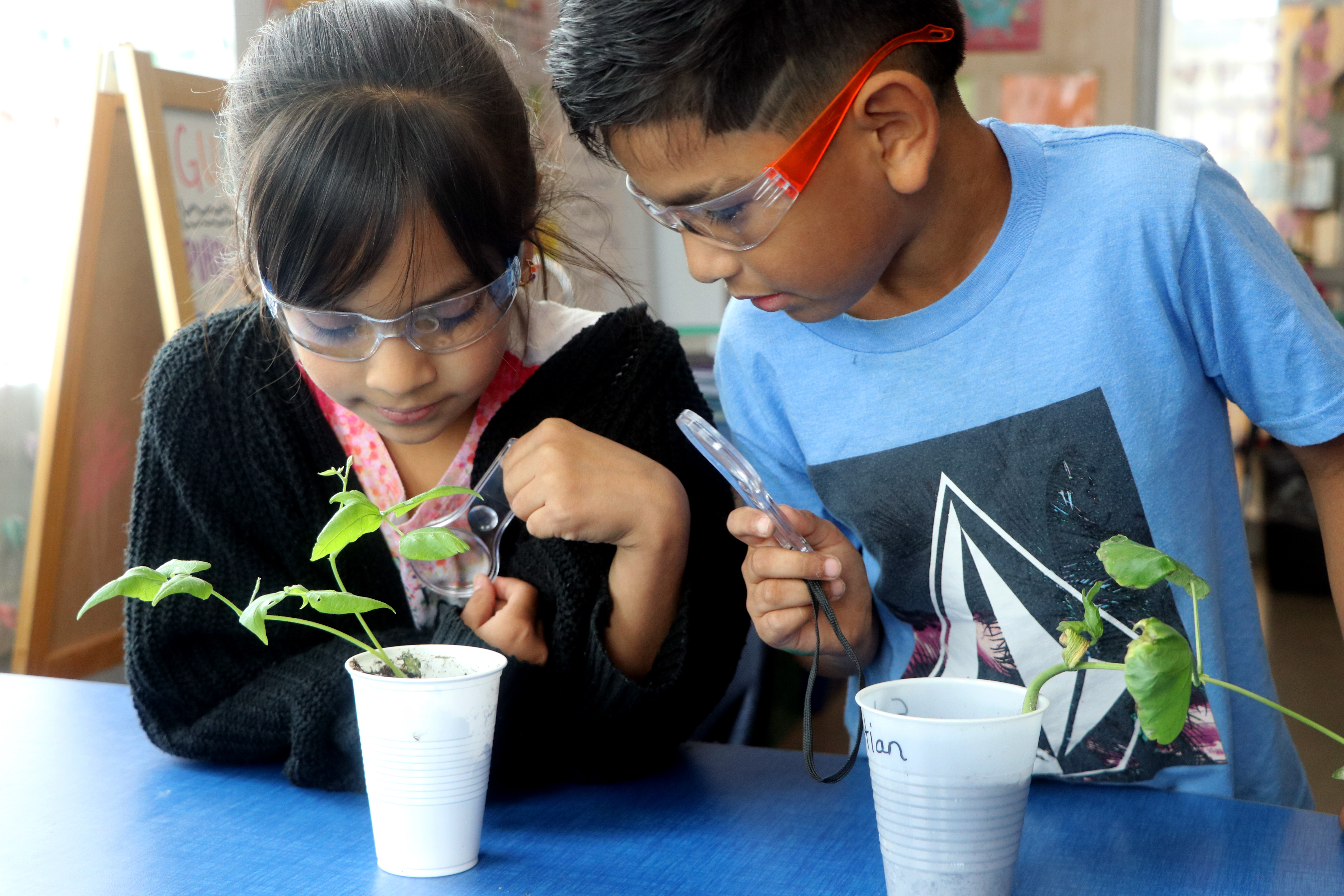 Two young students wearing safety goggles are closely examining plants in white cups using magnifying glasses. 