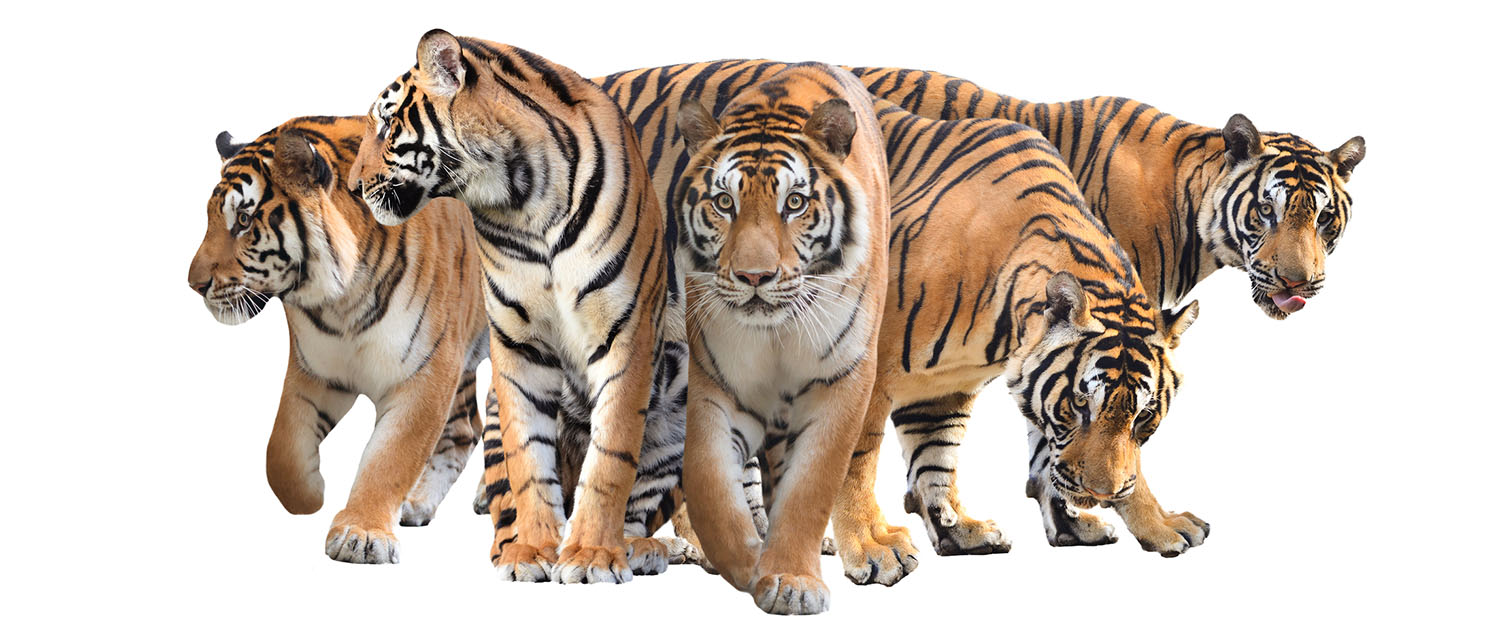 Picture of 5 tigers