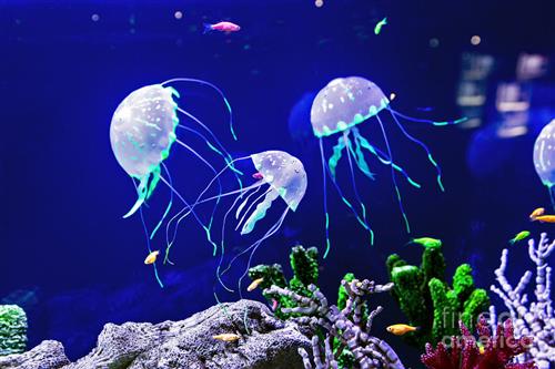 Jellyfishes