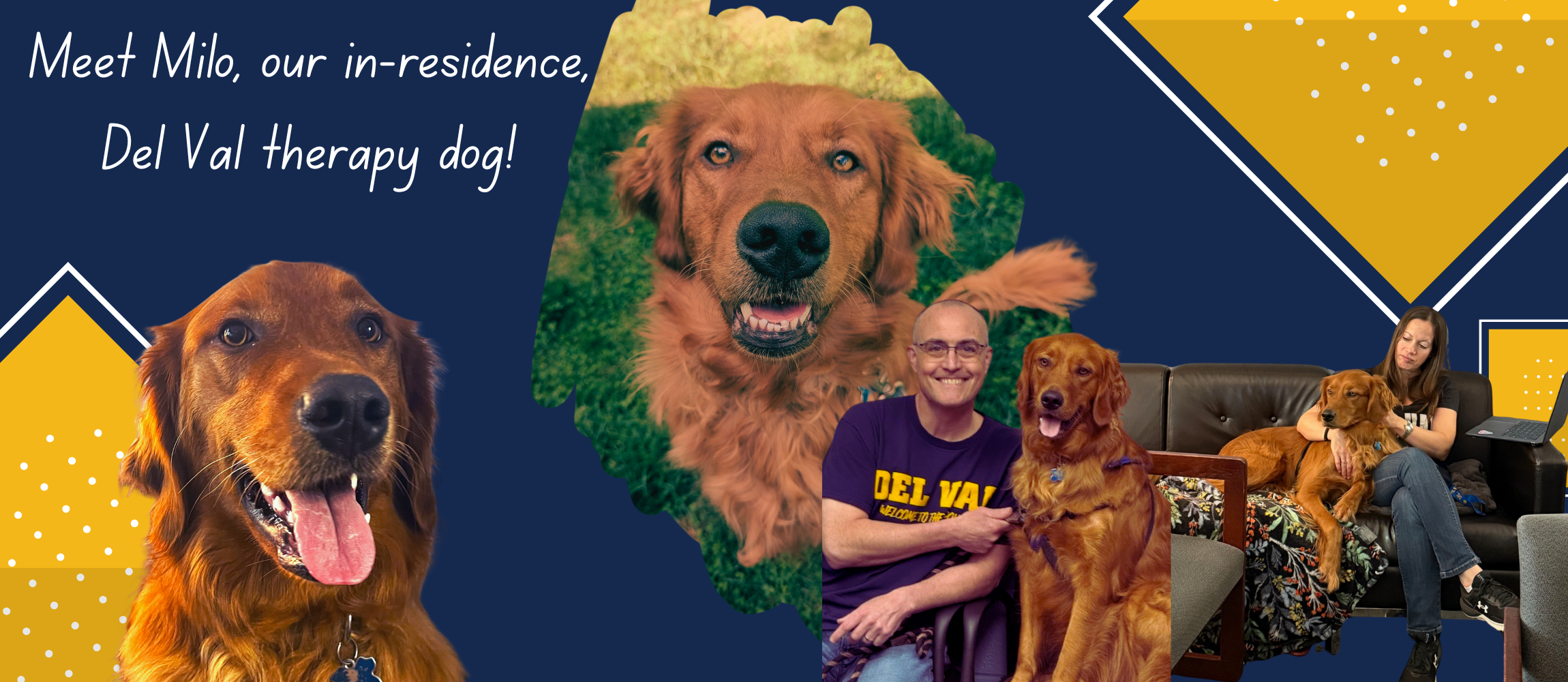 Images of Red Retriever, Milo, a therapy dog at Del Val High School.