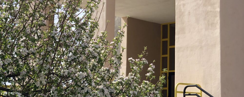 A blossoming tree with white flowers in front of a beige building with architectural details including columns and a yellow railing.