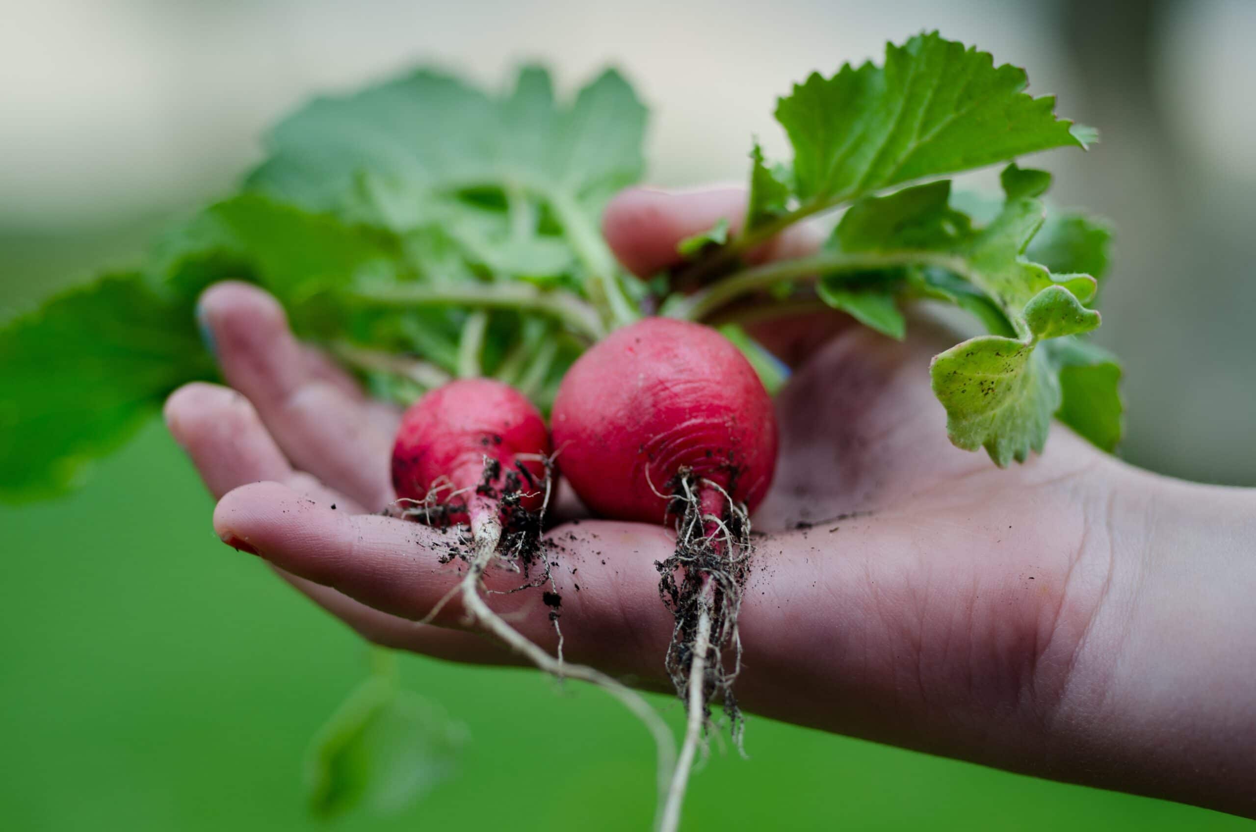 A person holding a bunch of radishes in their hand. 