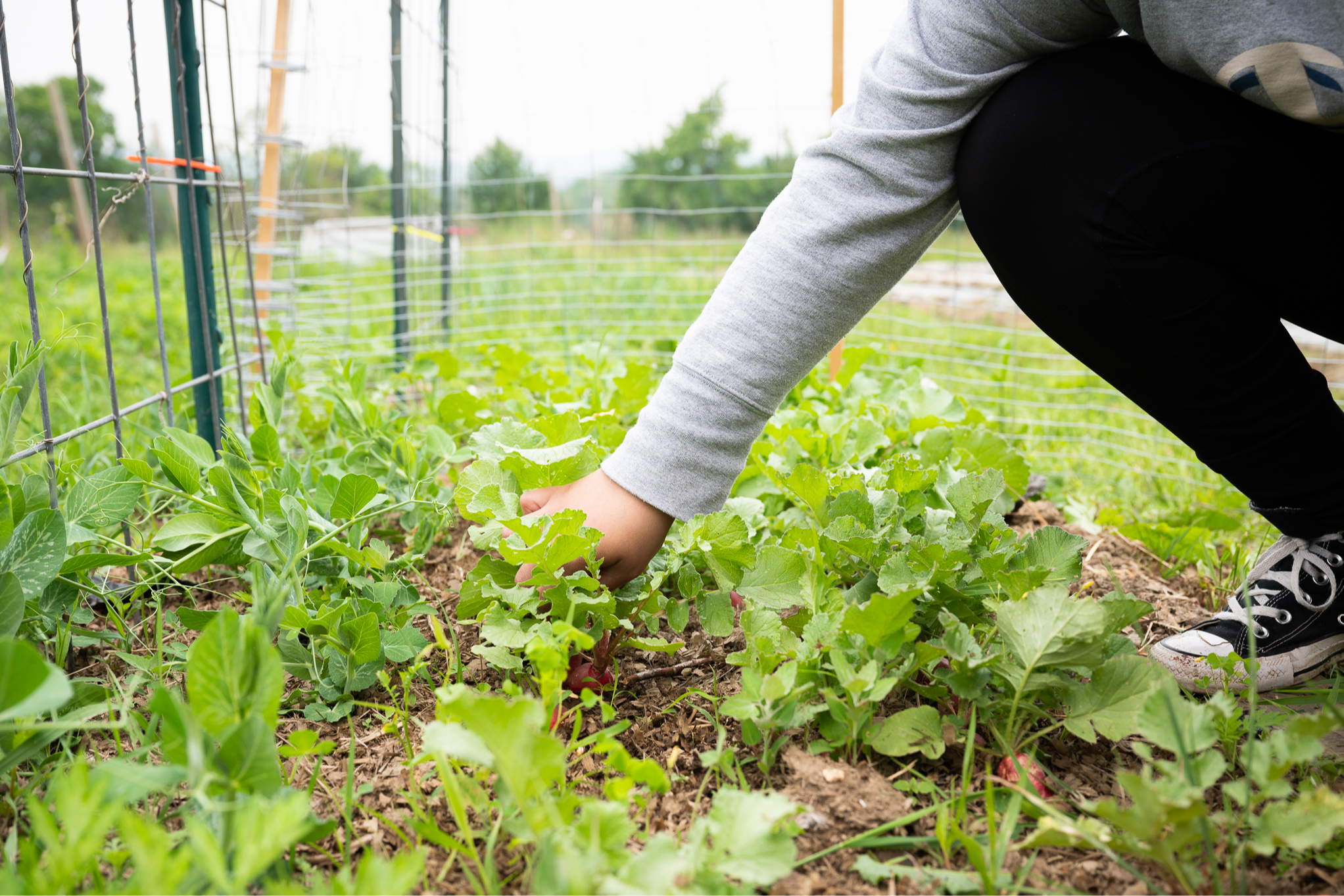 student picking radishes