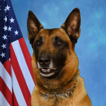 Atticus  K9 Unit 