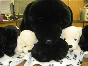stuffed white and black dogs