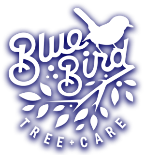blue bird logo