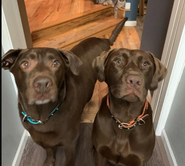 2 dogs looking at the camera