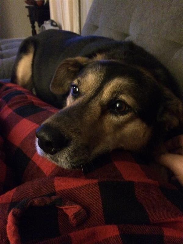 close up of a dog chilling