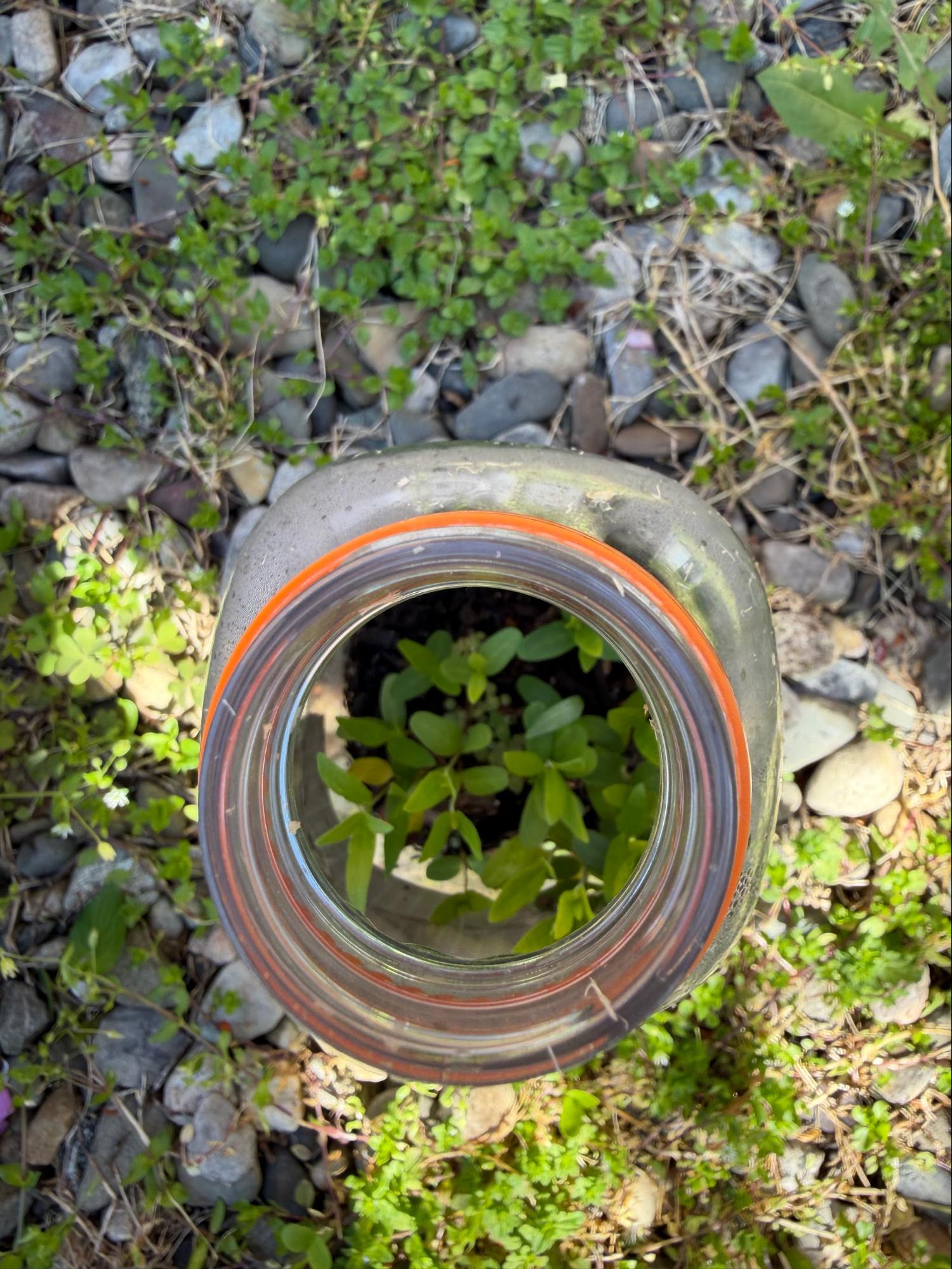 Plant