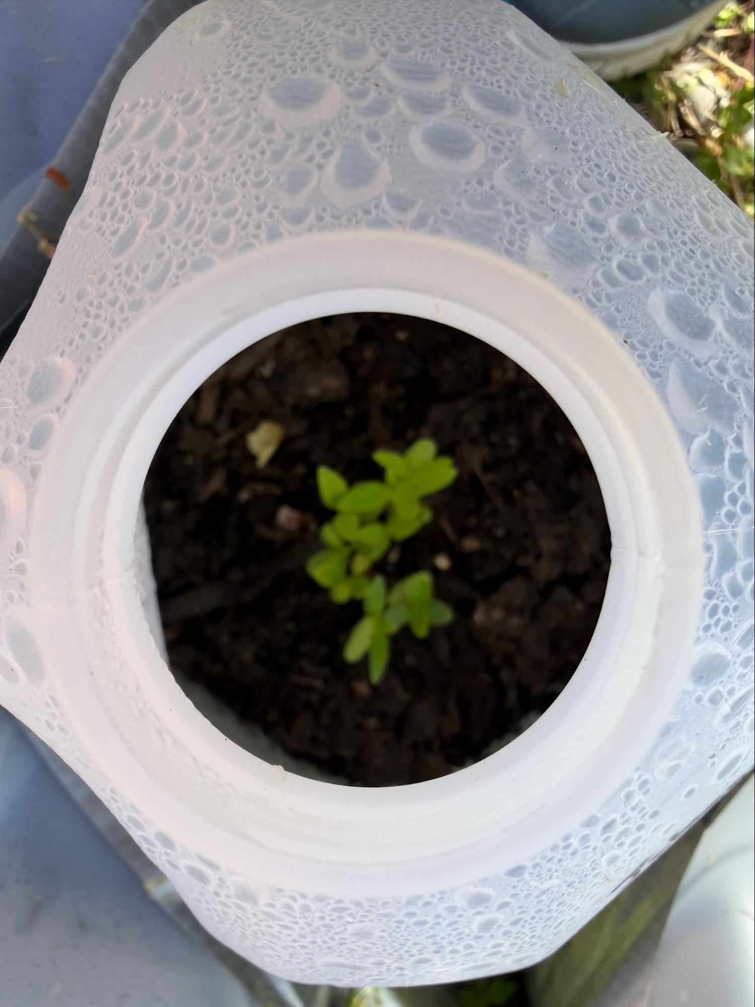 Plant