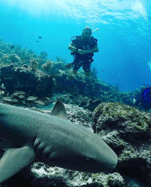 A diver swimming alongside a shark in the vast ocean, showcasing the beauty and thrill of underwater exploration.