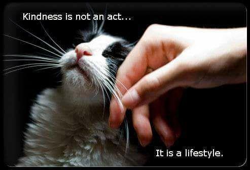 Video of a person petting a cat