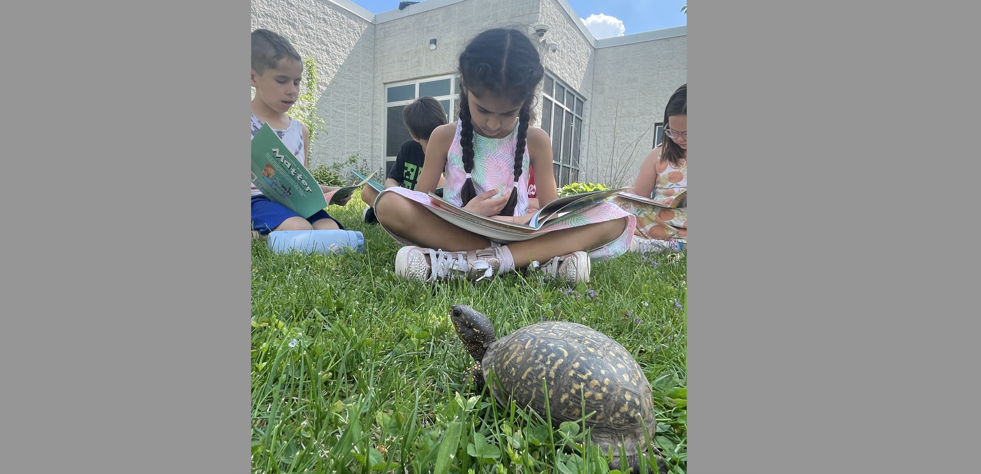 turtles