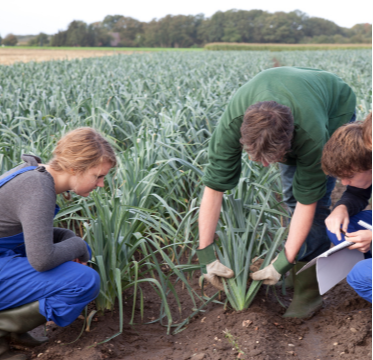 students studying plants in field