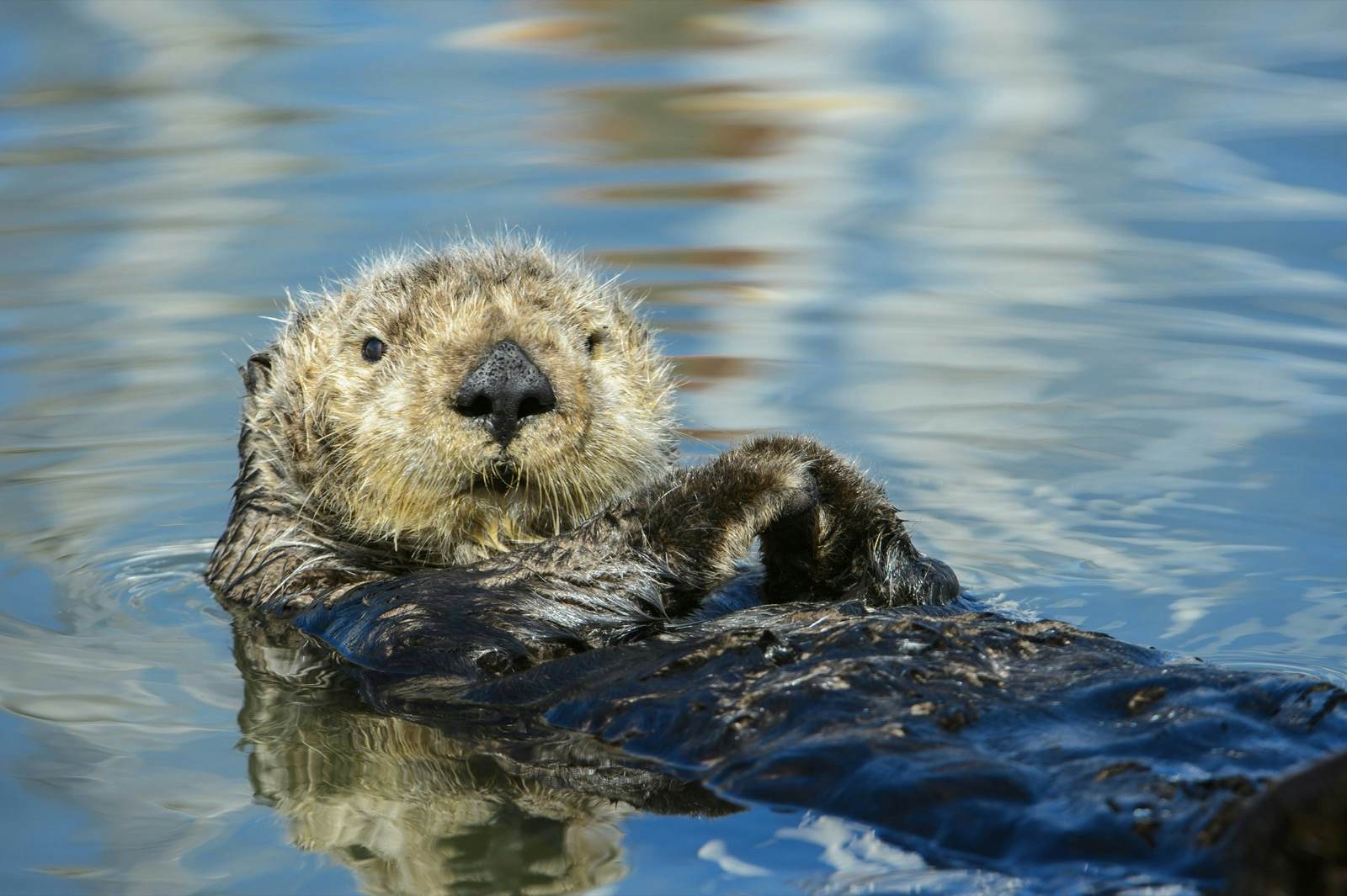 Otter photo