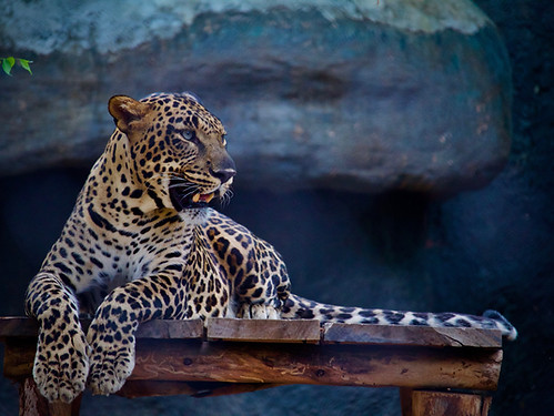 A leopard relaxing on a bench, enjoying a peaceful moment in nature.