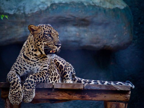 A leopard resting on a wooden bench in the shade.