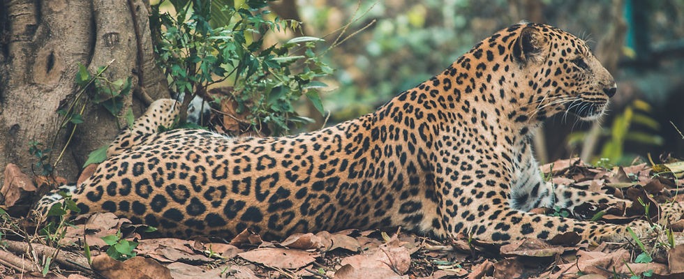 A leopard resting near a tree on the ground.