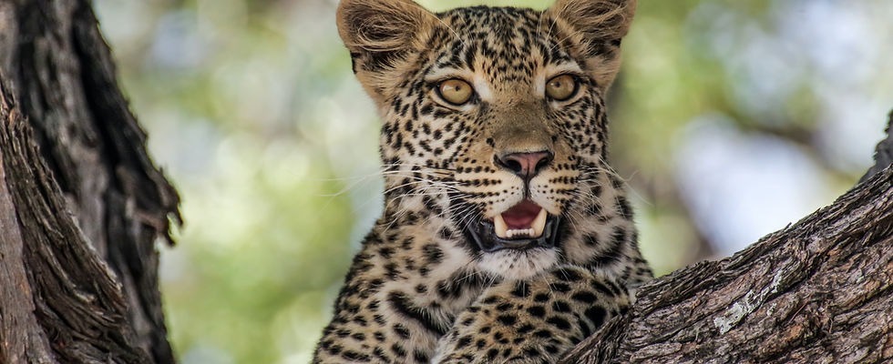 A leopard perched on a tree branch, mouth wide open, displaying its majestic presence in the wild.