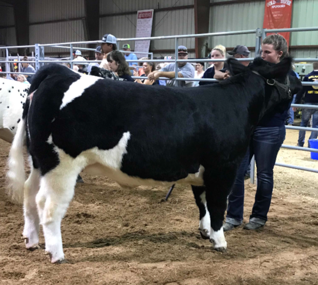 Hanna Williams with a cow winning the competition in a stable