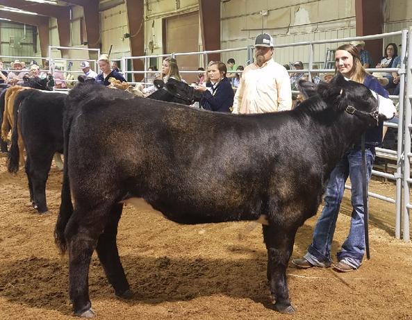 Kodi Hokett with a cow winning the competition in a stable