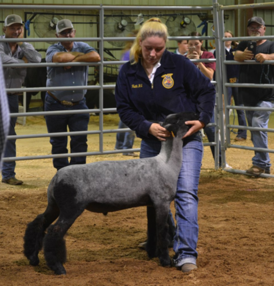 soper school student with a sheep in a stable