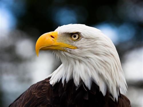 an american eagle close up picture