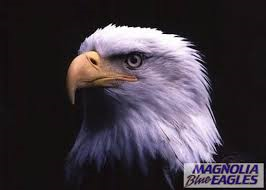 American Bald Eagle