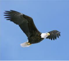 A flying American Bald Eagle