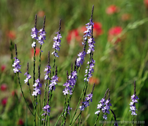 Wildflower