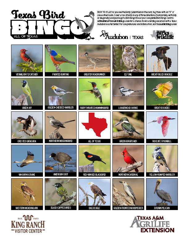 Statewide Bird Bingo Card 1