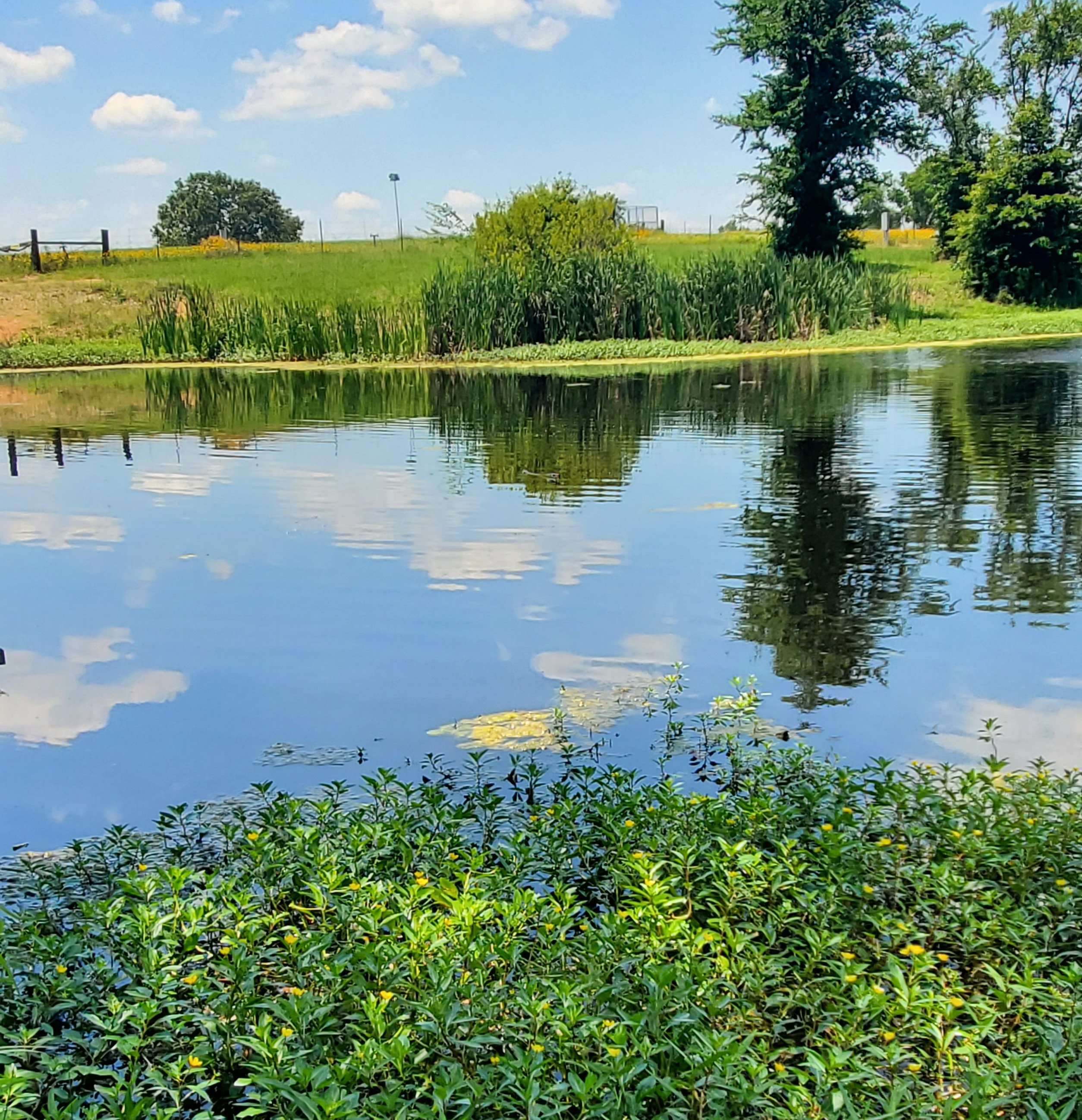 Pond at the Mineola Nature Preserve